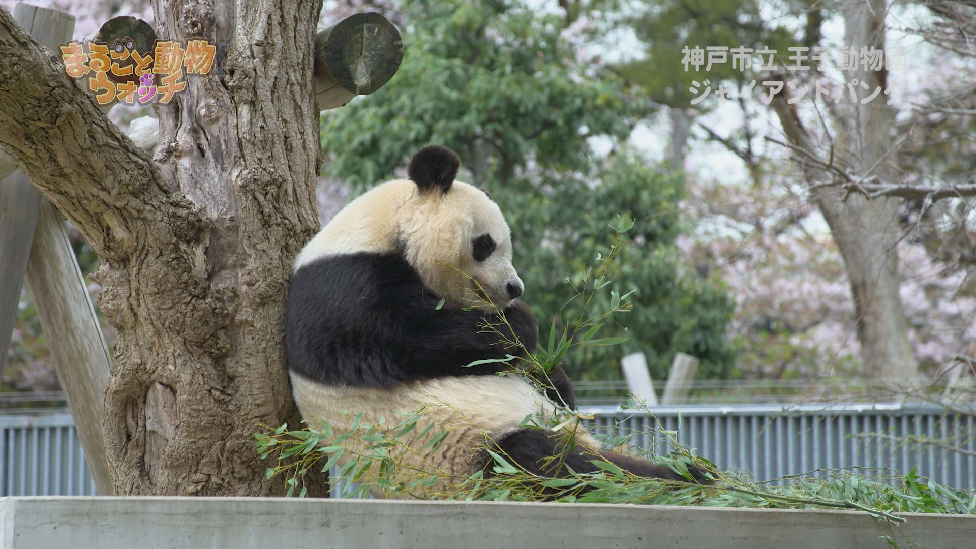 まるごと動物ウォッチ 39 神戸市立王子動物園 兵庫県 ケーブル４ｋ