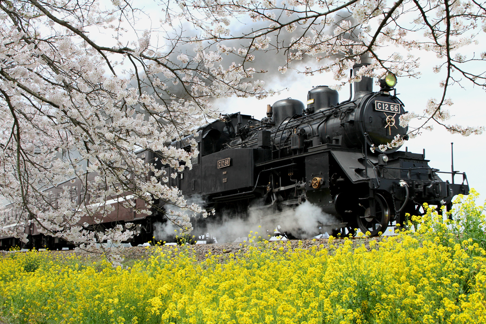 祭 Japan Season 1 もおかのｓｌ 桜 菜の花街道 ケーブル４ｋ