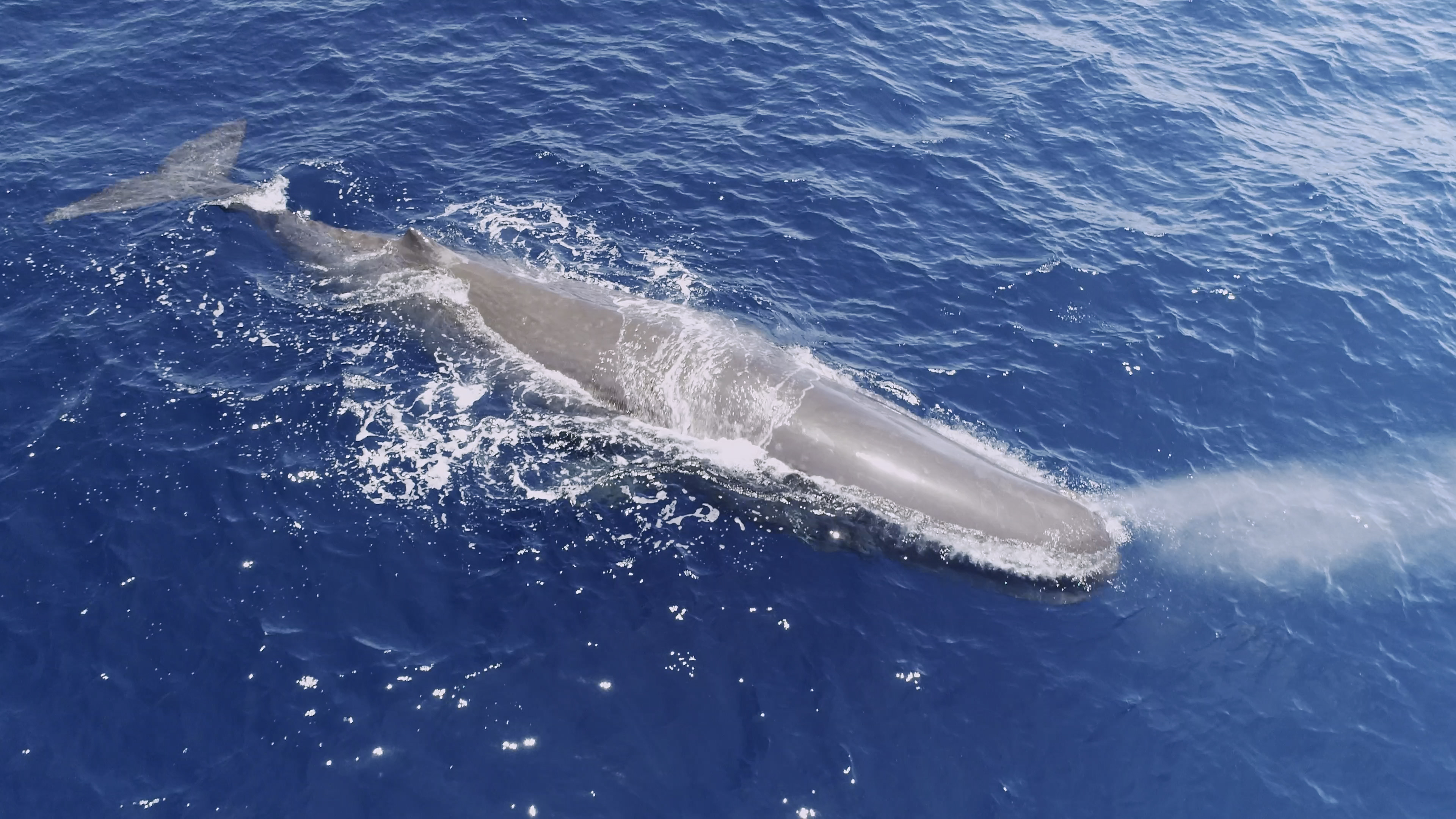 壮観劇場 男女群島とクジラの寝姿 ケーブル４ｋ